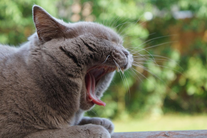 yawns signal stress communication